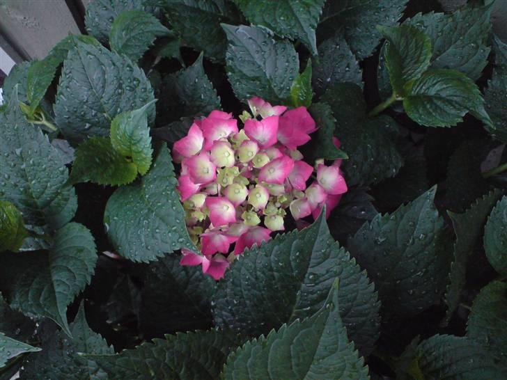 Forskellige blomster fra haven. uderum fotos fra karin