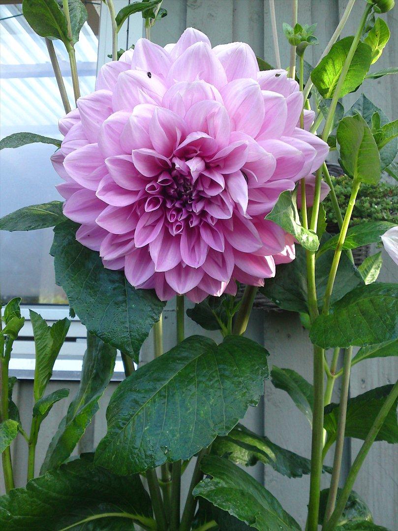 Monets blomster billeder ~ hjemme design og møbler ideer Monets blomster billeder