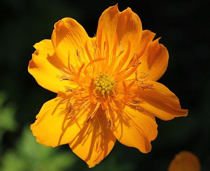 Nogen af mine blomster. diverse have fotos fra gitte h