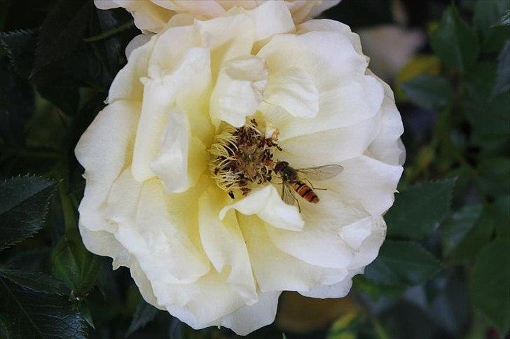 Nogen af mine blomster. diverse have fotos fra gitte h