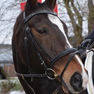 << stald elmelund >> hestens paradis