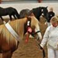 Karina smuk Irish cob *