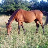 Staldkarupvej F