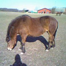 Gotlandsruss Cita *Nysted efterskole*