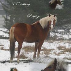 Tyroler Haflinger partner