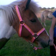 Anden særlig race Bess (gammel part) <3