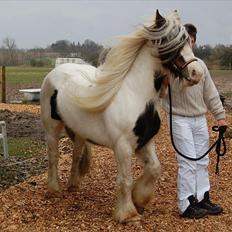 Irish Cob Aicia
