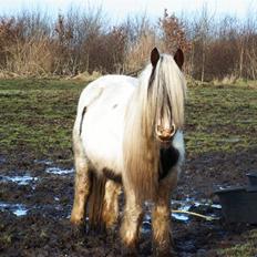 Irish Cob Aicia