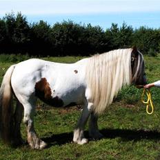 Irish Cob Aicia