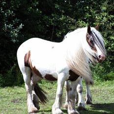 Irish Cob Aicia