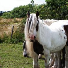 Irish Cob Aicia