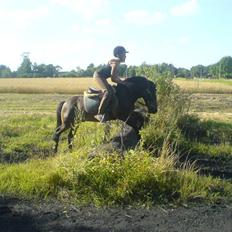 Anden særlig race Zorro *** SOLGT ***