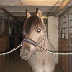 Konik Polski Mr. Bølle bob SOLGT!:'(