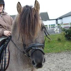 Konik Polski Mr. Bølle bob SOLGT!:'(