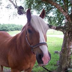 Tyroler Haflinger partner
