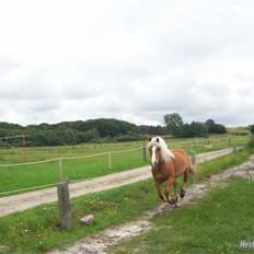 Tyroler Haflinger partner