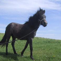 Dartmoor Frydenlunds Nuggi