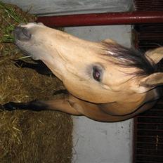 Anglo Araber (AA) valentino