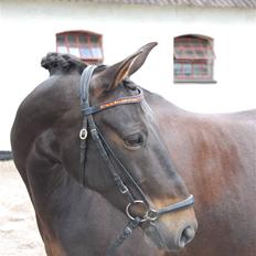 Anden særlig race Invincible (Andrea) <3