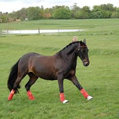 Anden særlig race Invincible (Andrea) <3