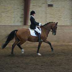 Dansk Varmblod Athene K - Solgt
