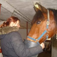 Trakehner anicho
