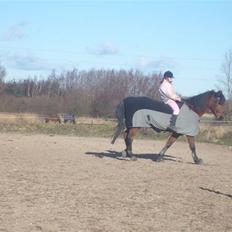 Trakehner anicho
