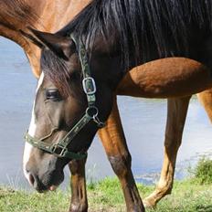 Dansk Varmblod Storåens Chevaldo
