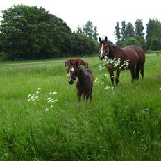 Oldenborg Duet Agerbo