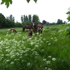 Oldenborg Duet Agerbo