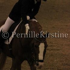 Hollandsk Sportspony Fireball B-Pony