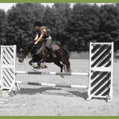 Welsh Cob (sec D) Merlyn Puzzle |Glm P|