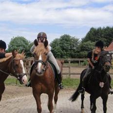 Welsh Cob (sec D) Merlyn Puzzle |Glm P|