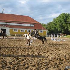Welsh Cob (sec D) Merlyn Puzzle |Glm P|
