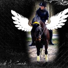 Welsh Cob (sec D) Merlyn Puzzle |Glm P|