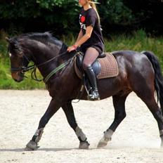 Welsh Cob (sec D) Merlyn Puzzle |Glm P|