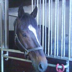 Oldenborg Lindgaards Aladin