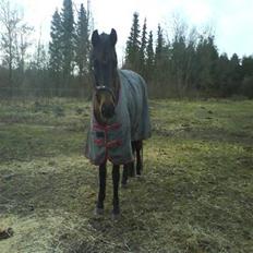 Anden særlig race Some-one