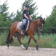 New Forest Miss Maren (tidl. pony)