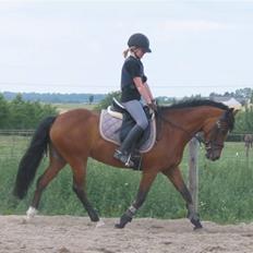 New Forest Miss Maren (tidl. pony)