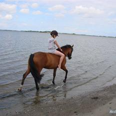 New Forest Miss Maren (tidl. pony)