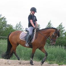 New Forest Miss Maren (tidl. pony)