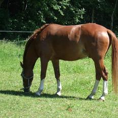 Hollandsk Sportspony Fireball B-Pony