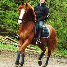 Hollandsk Sportspony Fireball B-Pony