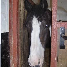 Pinto Gipsy <3 (gamle part <3)