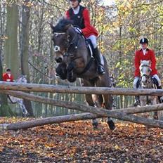 New Forest Kattingegårds My Boy