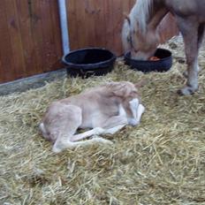 Haflinger Fly Fly af Fredensberg