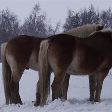 Haflinger stay