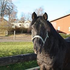 Anden særlig race Black Label -Superfignen
