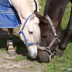 Oldenborg † Cavalcanti (Pony)